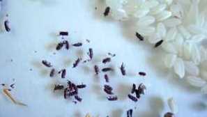 Ako sa zbaviť chýb v obilninách